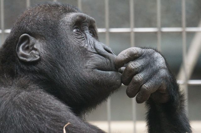 thinking thinking