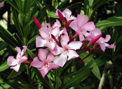 Nerium oleander flowers leaves Nerium oleander flowers leaves