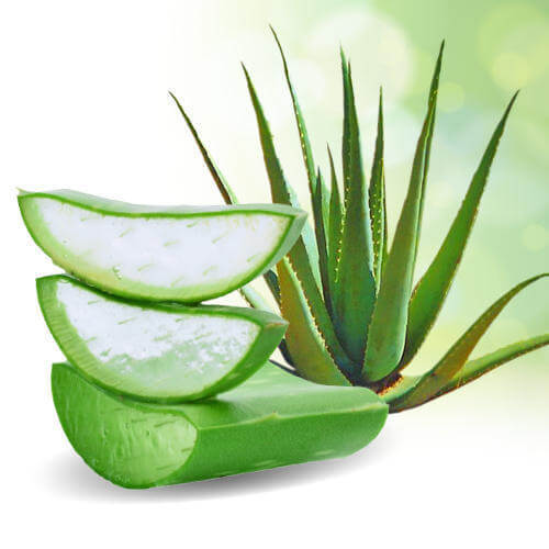 aloe vera aloe vera