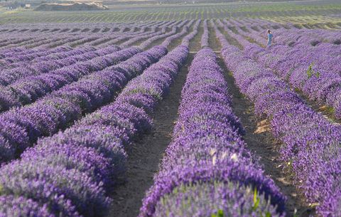 young living lavender farm